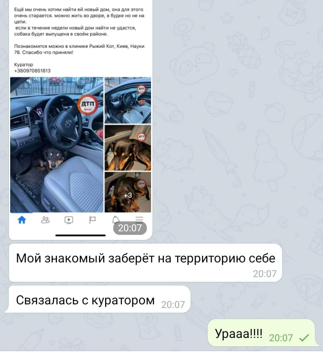 Бродячую собачку, которая запрыгнула автомобиль нашей читательницы после угощения, заберут домой