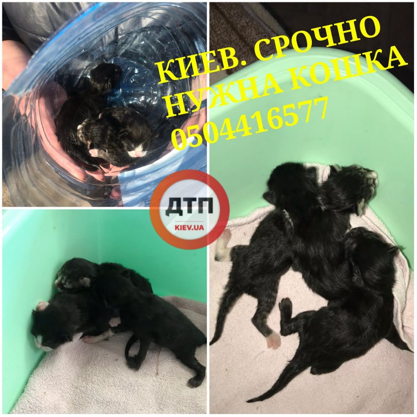 В Киеве срочно ищут кормящую кошку-маму и дом для маленьких котят