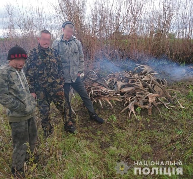 Из Зоны отчуждения пытались вывезти 60 кг лосиных рогов