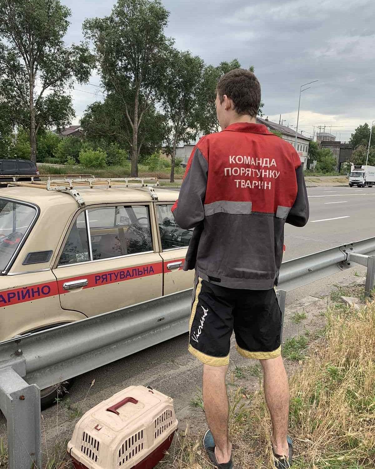 Команда спасения животных всегда готова содействовать в спасательных операциях