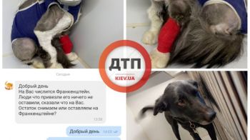 По двум животным на следуюущую неделю нужно около 4000 грн на лечение: просим помощи